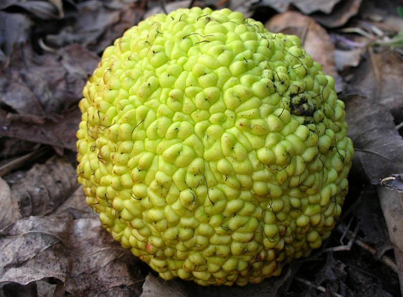 Maclura pomifera / Maclura